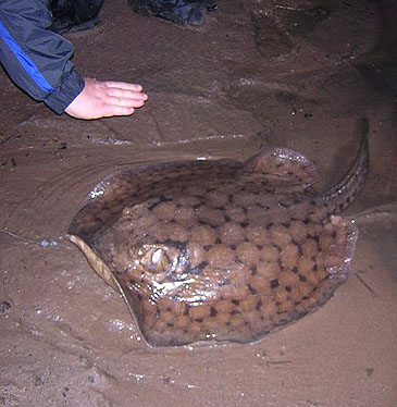 Record photograph for Potamotrygon orbignyi